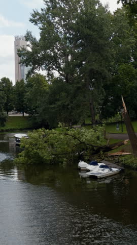 Fallen tree beside calm park lake with moored pedal boats and distant clock tower
