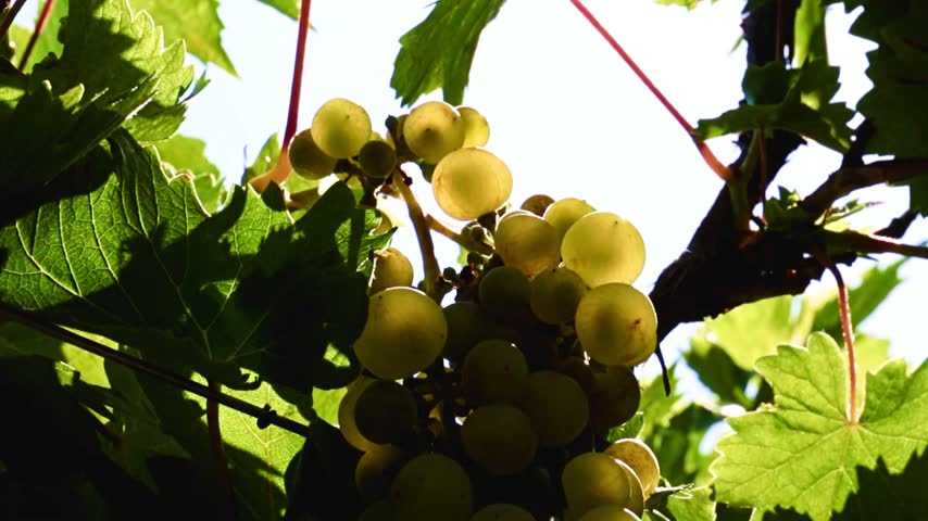a beautiful bunch of ripe grapes on the branches of the vineyard