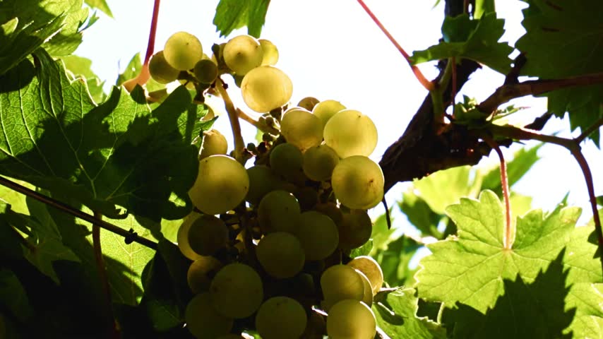 a beautiful bunch of ripe grapes on the branches of the vineyard