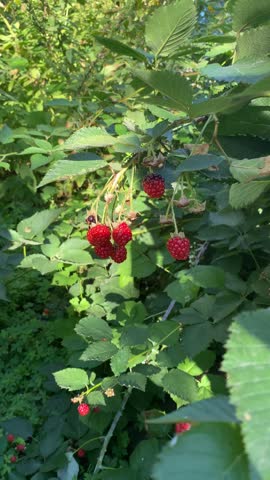 The video shows unripe blackberries. Berries on a blackberry bush.