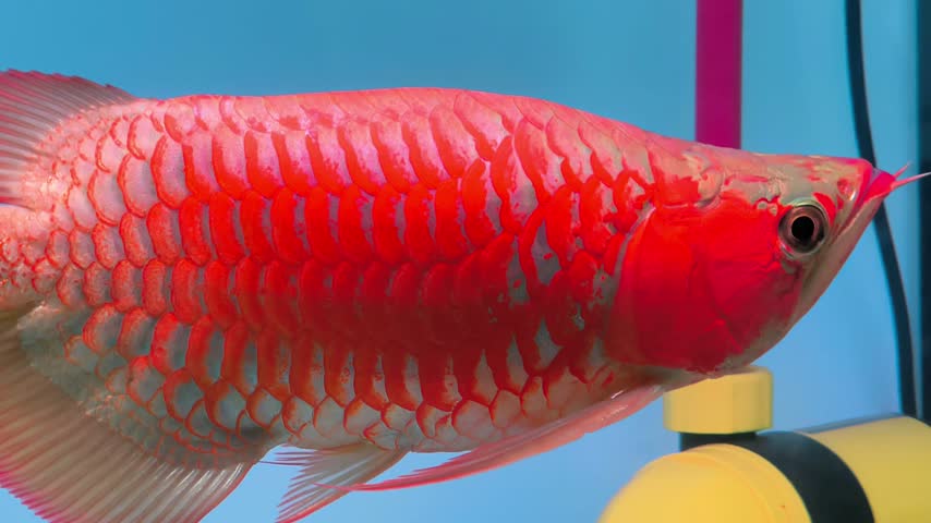 Super Red Arowana Swimming Gracefully in Tank. A vibrant super red arowana swims elegantly in a clear glass aquarium tank. 4k 60fps pet video