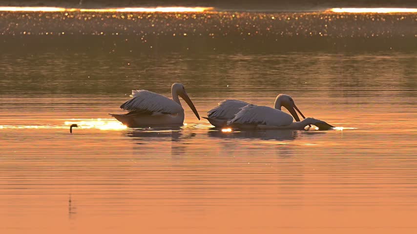 A small flock of pelicans resting and floating on calm water, bathed in warm golden light with shimmering reflections during a beautiful sunrise or sunset.
