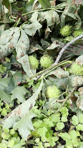 Multiple Spiky Green Seed Pods Among Wilted Leaves, Vertical Video