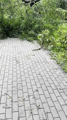 Fallen Tree Blocking Paved Walkway in Green Park, Vertical Video