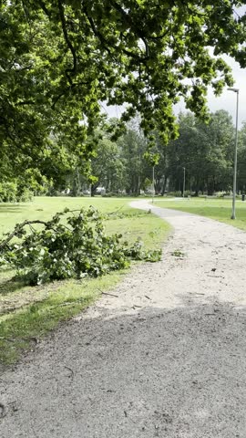 Fallen Tree Branches Beside Gravel Path in Green Park, Vertical Video