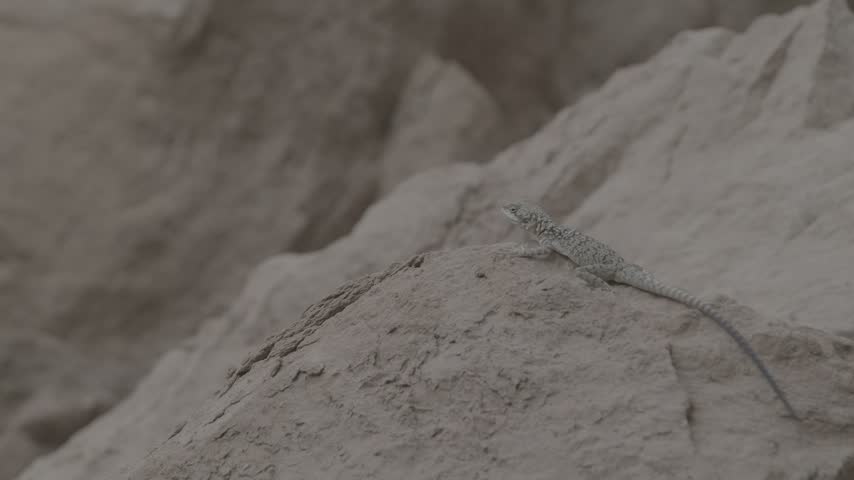 Close up of a small lizard sitting on a textured clay rock in a desert canyon, flat log profile