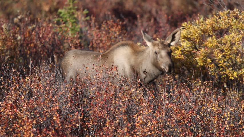 View of a moose standing in vibrant autumn foliage in Denali National Park and Preserve, Alaska, United States.