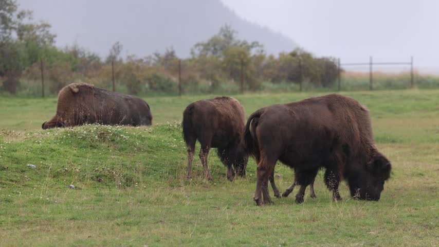 View of bison grazing in a grassy field at the Alaska Wildlife Conservation Center in Anchorage, Alaska, United States.