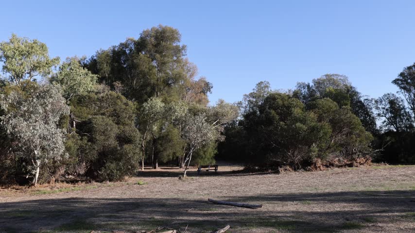 View of Heirisson Island parkland with a wooden bench surrounded by native trees and open ground in East Perth, Western Australia, Australia.