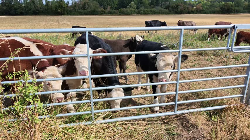 Hampshire England UK. 04.09.2026. Video. Cows of various colors are seen in a pasture with dry grass and trees in the background under a bright blue sky with clouds