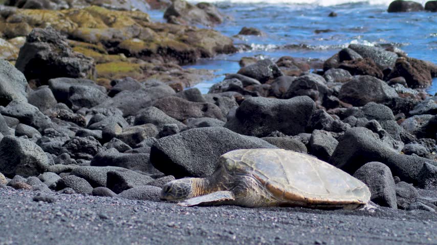 ​Honu sea turtle profile resting on a lava rock strip with seamoss and waves at black sand beach in Big Island Hawaii. Full body shot of green sea turtle on shore. Cinematic 4K video