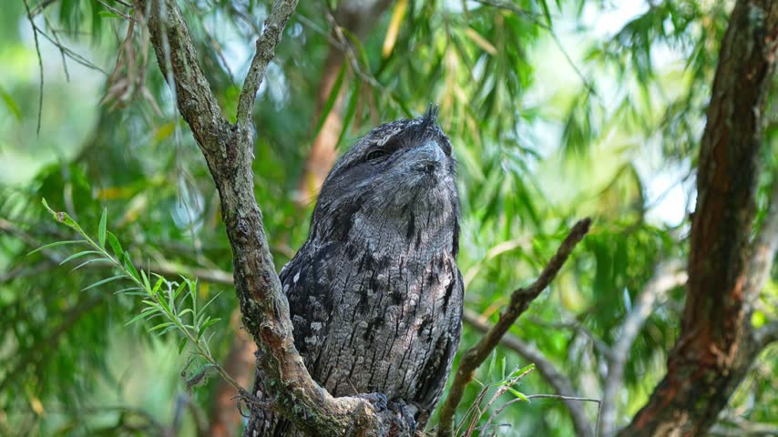 Tawny Frogmouth rests on a tree branch, showing its mottled brown and gray plumage while blending into the surrounding tree