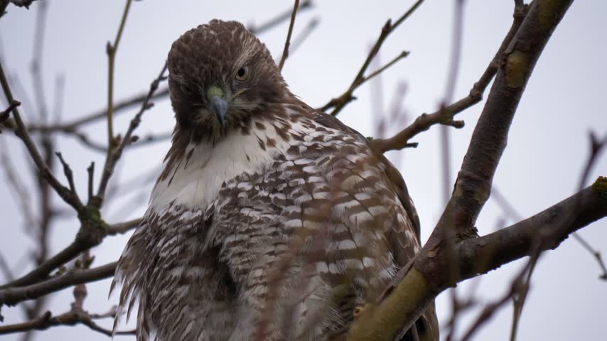 Close Up Juvenile Hawk Perched on Bare Tree Branch - Low Angle