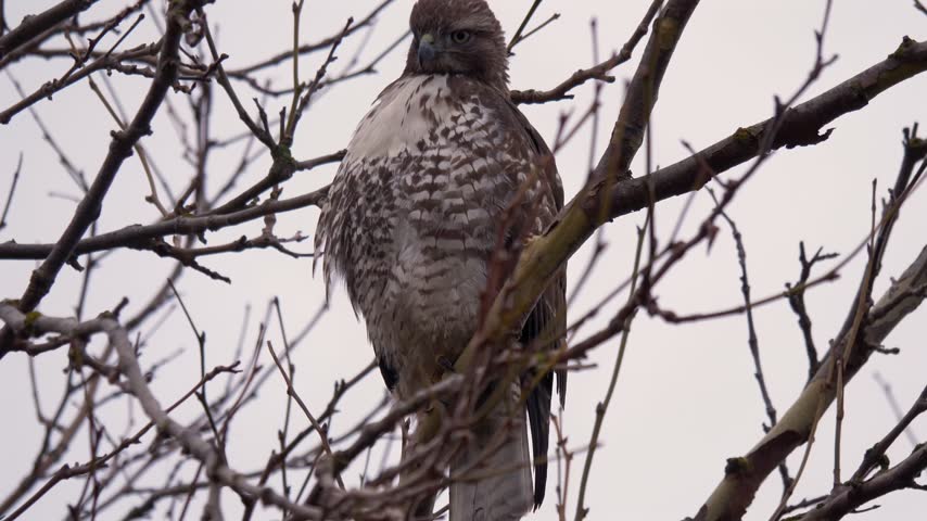 Red Tailed Hawk Perched on Tree Branch Close Up - Grey Sky Backdrop
