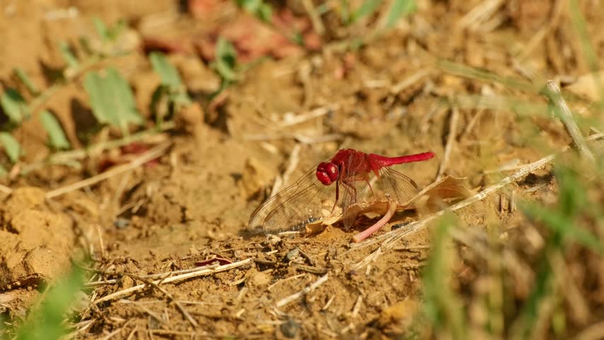 Male scarlet skimmer dragonfly resting on the ground, taking off to catch prey, then returning to the same spot and feeding on the captured insect.