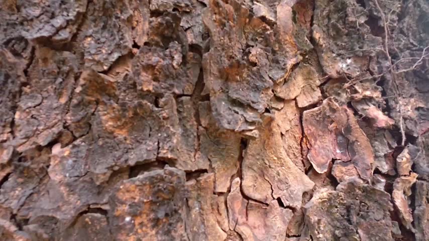 Detailed Tree Bark and Root Textures Background