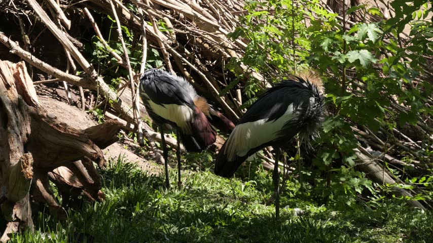 Grey crowned cranes (Balearica regulorum) preening