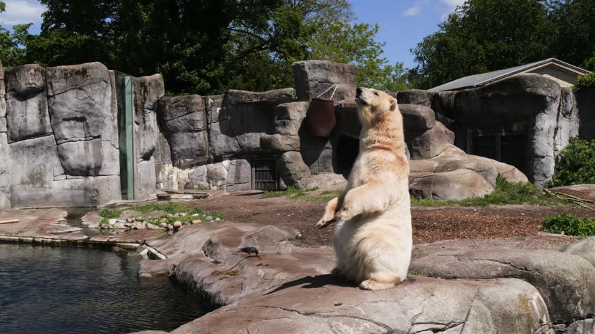 Polar bear (Ursus maritimus) standing on rear legs