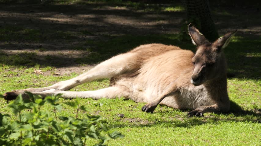 Wide shot of red kangaroo (Osphranter rufus) on grass