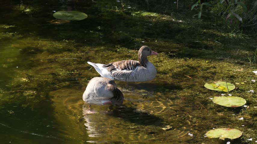 Pair of greylag geese (Anser anser) swimming in pond