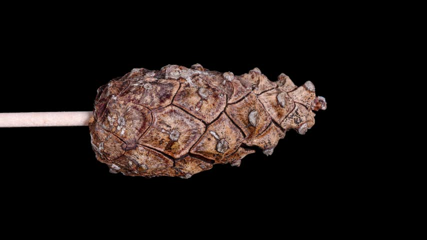 pine cone opening time lapse