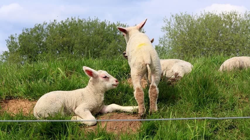 newborn lambs in green grass 
