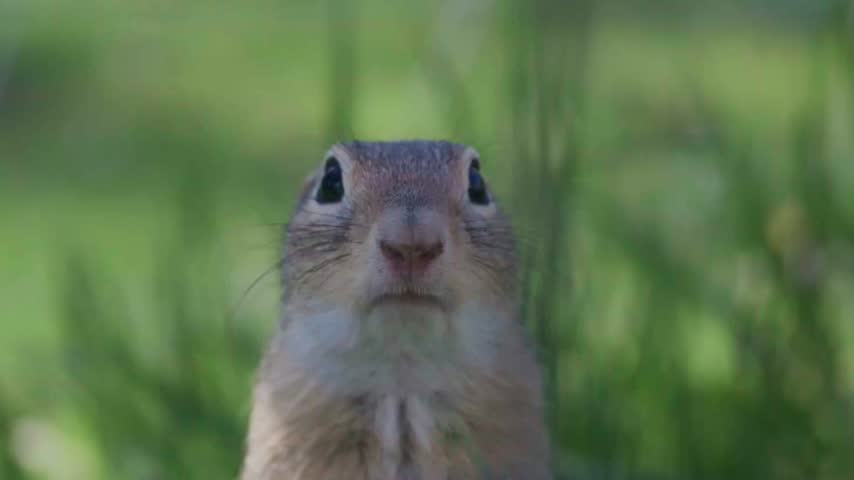 Close-up video of a wild European ground squirrel standing in its natural habitat and looking directly into the camera. The alert animal creates an engaging wildlife scene in a natural grassy environment.