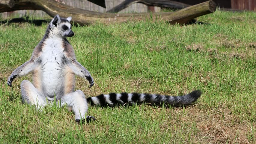 catta lemur monkey on meadow
