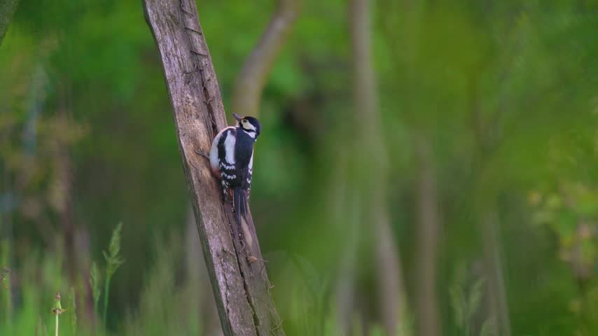 Great spotted woodpecker perched on a wooden post in forest.

A great spotted woodpecker perching vertically on a dry wooden beam in a lush green woodland. The bird exhibits detailed black, white, and red plumage against a softly blurred natural green forest background.