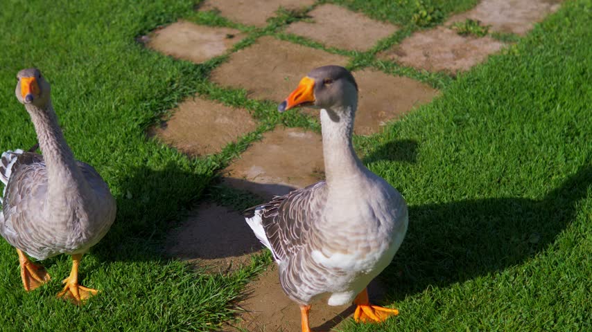 Pair of domestic farm geese standing alert on green grass and a stone path in a sunny backyard - Two tame grey geese resting in a rural garden setting, agricultural poultry and homesteading concept