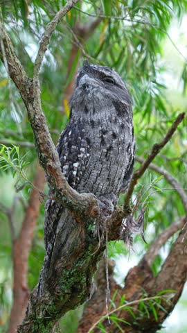 Tawny frogmouth perched on a tree branch in its natural woodland habitat - vertical shot