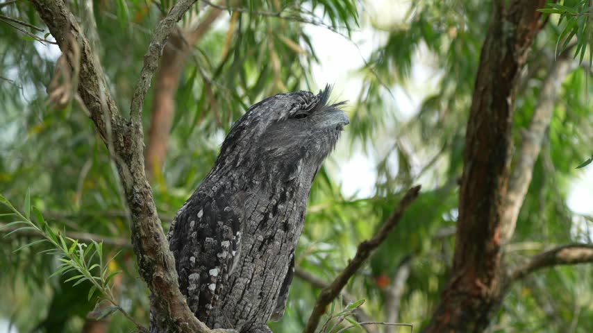 A Tawny Frogmouth, Podargus strigoides, perches quietly on a tree branch, showing its mottled plumage and natural camouflage