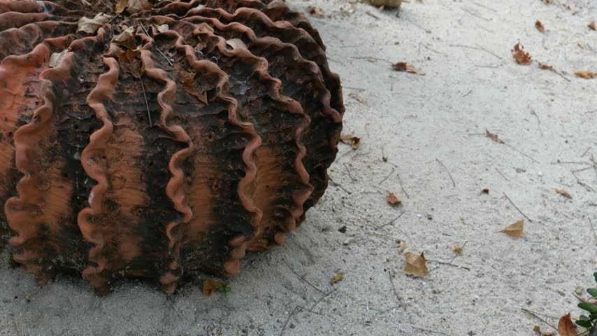 Brain cactus in desert garden