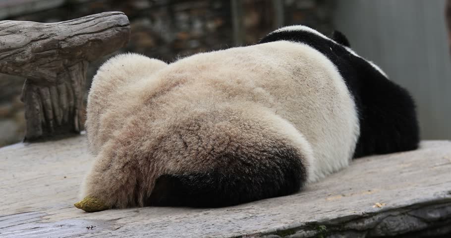 Giant sleeping in the zoo,China	