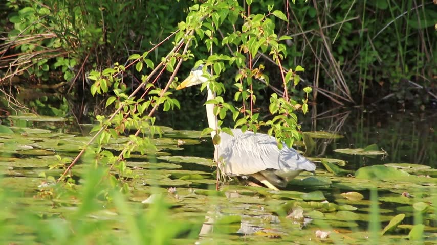 Gray heron or grey heron stalking through water at rivershore hunting for prey like nutria, fish and frogs with long neck and gray feathers. Long yellow beak searching for food in pond or lake.