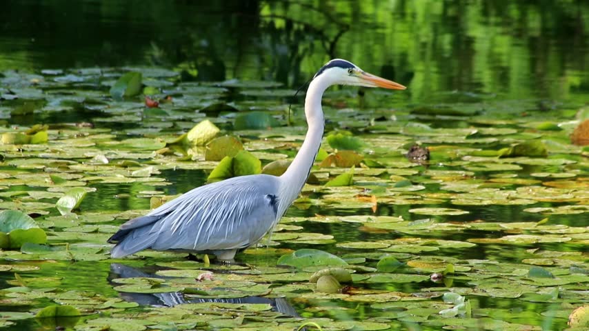 Gray heron or grey heron stalking through water at rivershore hunting for prey like nutria, fish and frogs with long neck and gray feathers. Long yellow beak searching for food in pond or lake.