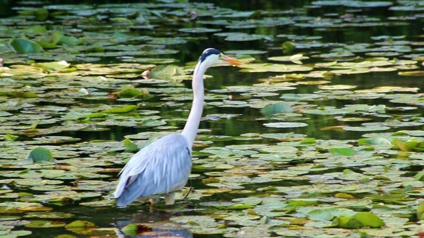Gray heron or grey heron stalking through water at rivershore hunting for prey like nutria, fish and frogs with long neck and gray feathers. Long yellow beak searching for food in pond or lake.