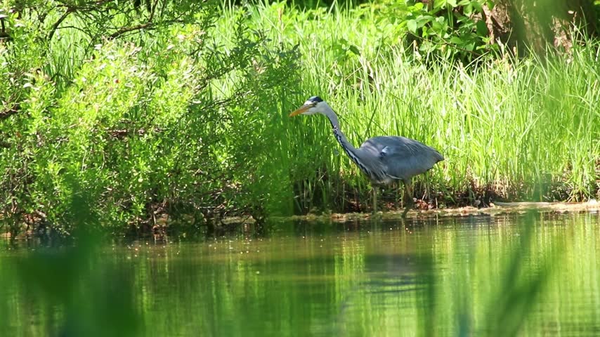 Gray heron or grey heron stalking through water at rivershore hunting for prey like nutria, fish and frogs with long neck and gray feathers. Long yellow beak searching for food in pond or lake.