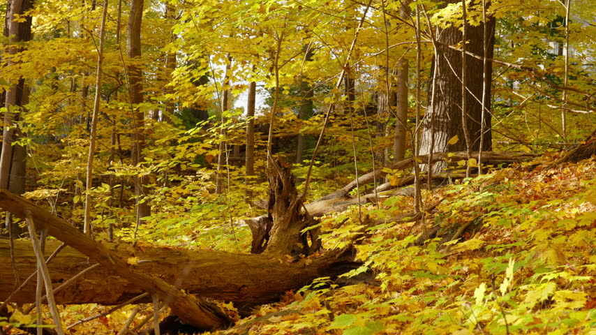 A large fallen tree trunk rests on a sloping forest hill covered in a thick carpet of yellow autumn leaves. Golden foliage glows in the soft forest light of Ontario, Canada.