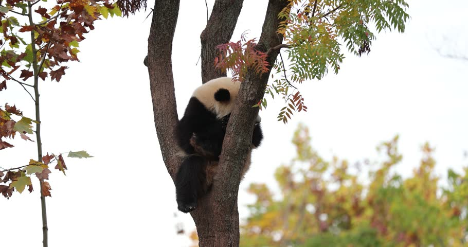 Giant panda baby sleeping on the tree	
