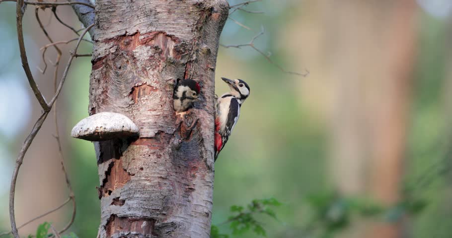Male great spotted woodpecker (Dendrocopos major) feeding chick at a tree cavity nest during spring in the UK, capturing intimate parental care and natural woodland behavior.