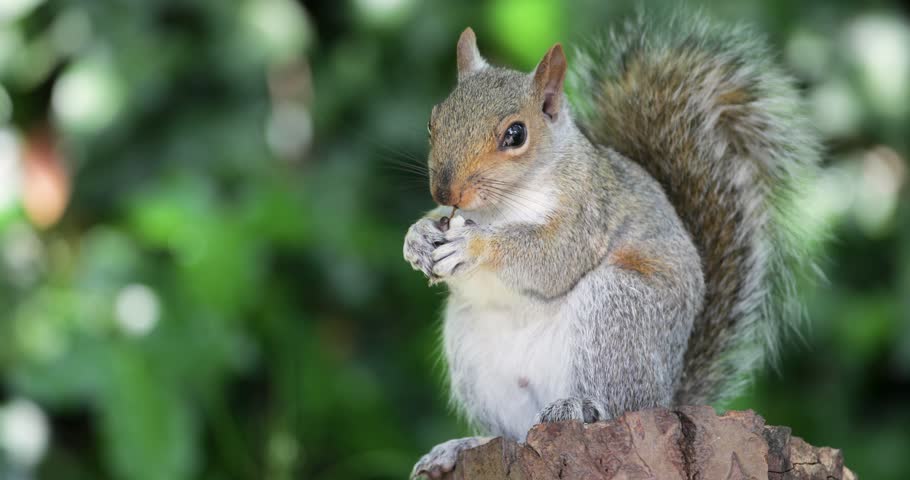 A wild Eastern grey squirrel (Sciurus carolinensis) eating nut on a tree stump, UK.