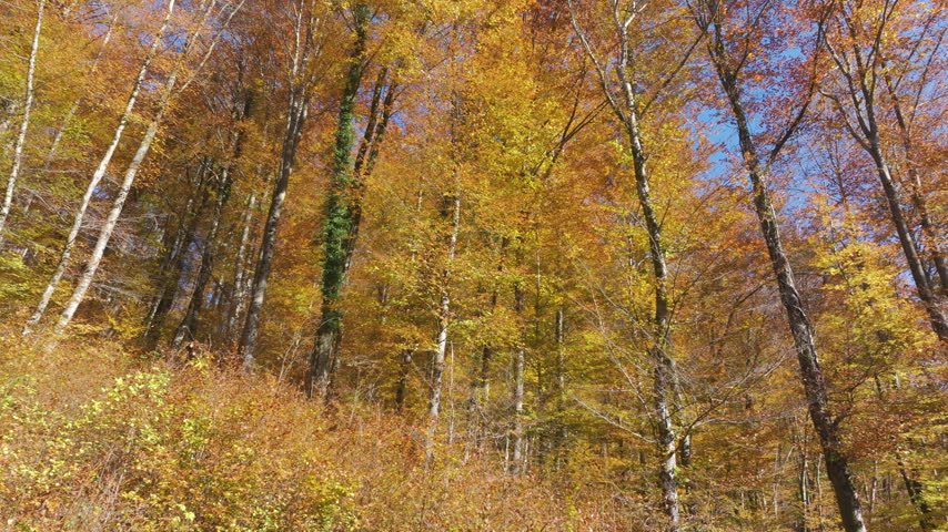 LOW ANGLE VIEW: Tall deciduous trees glow in warm yellow and orange autumn colours beneath a clear blue sky. Peaceful view from the forest floor captures seasonal beauty of a sunny woodland hillside.