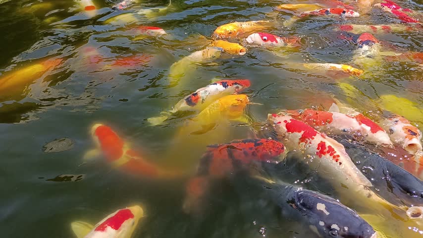A close-up video of colorful koi fish swimming and gathering at the water surface while feeding in a decorative garden pond