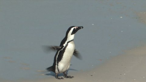 An African Penguins also know as Jackass Penguin running a round flipping wings on a nesting beach in Cape of Good Hope, South Africa