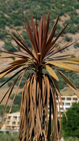 Vertical video a Greek landscape with a palm tree in the foreground. In the background is a tourist hotel under a mountain. Palm leaves sway in the wind. Crete, Greece.