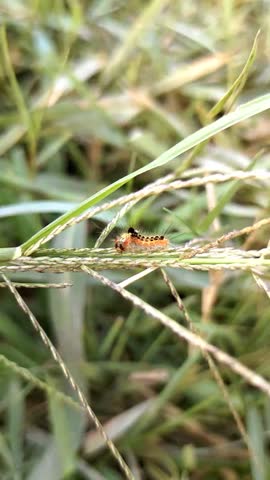 Small Hairy Caterpillar Crawling on Wild Grass Stem Macro Shot
​Macro footage of a colorful orange and black hairy caterpillar slowly crawling along a wild grass stalk outdoors.
