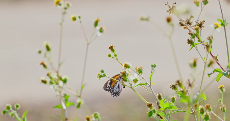 Common Tiger butterfly Danaus genutia pollinating small white flowers in a sunny field, natural wildlife behavior, macro close-up, outdoor environment, slow motion.