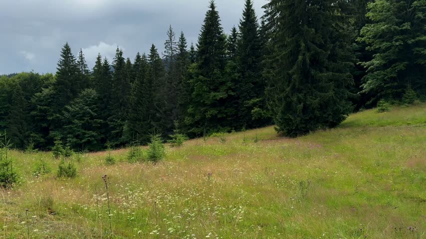Hikers enjoy a mountain meadow in the Carpathians. They explore the area and take in the beauty of nature and the lush forests nearby.