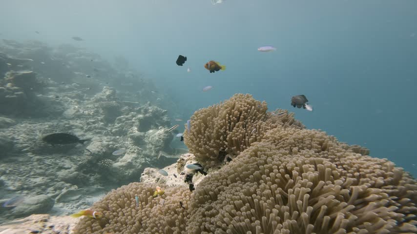 Several Maldive anemonefish swim among the tentacles of a large sea anemone while other reef fish pass through a tropical underwater habitat in the Maldives.
